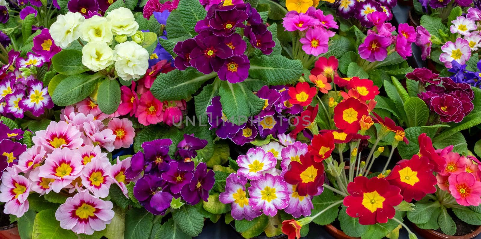 Primrose is multicolored in full bloom. Primula vulgaris blooms.