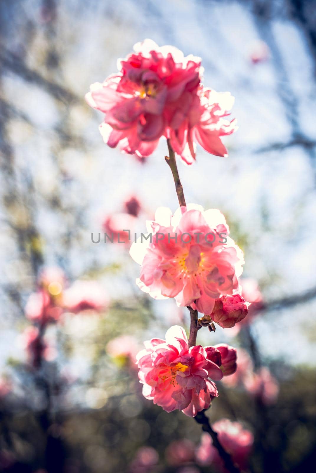 Tree bloom blossom beautiful flowers in spring season