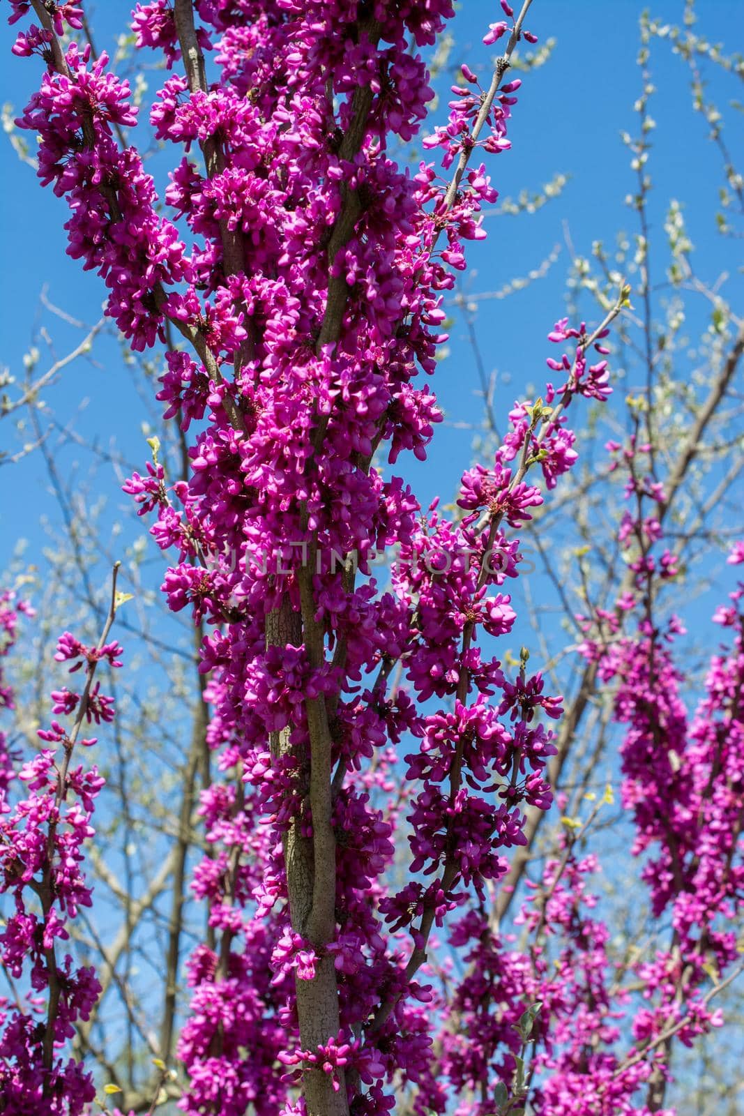 Tree bloom blossom beautiful flowers in spring season