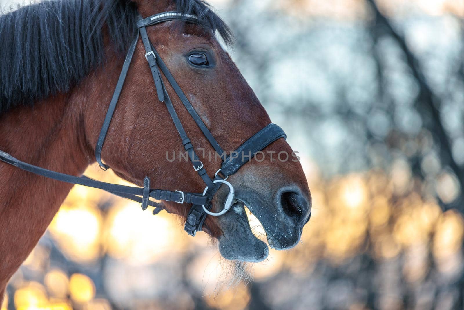 Close up portrait of a horse in winter at sunset. Brown color. Steam from the mare's nostrils