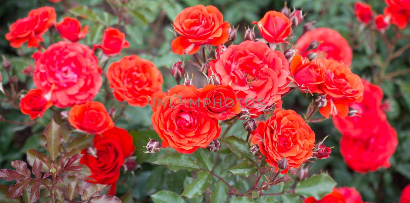Blooming beautiful colorful roses in the garden by berkay