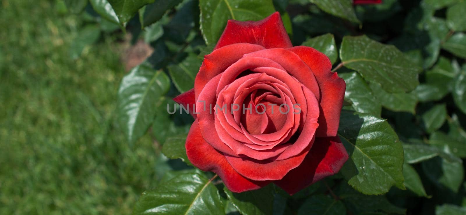 Beautiful colorful Rose Flower on garden background