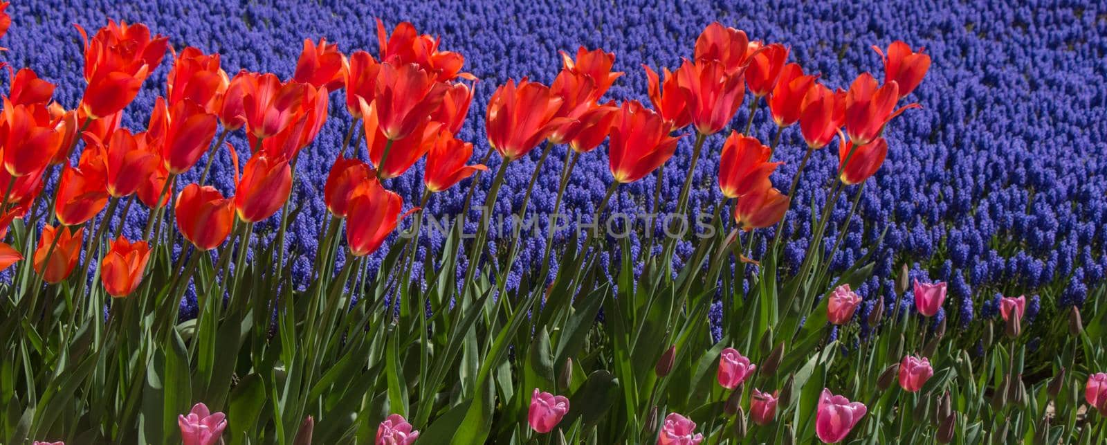 Colorful tulip flowers bloom in the spring  garden