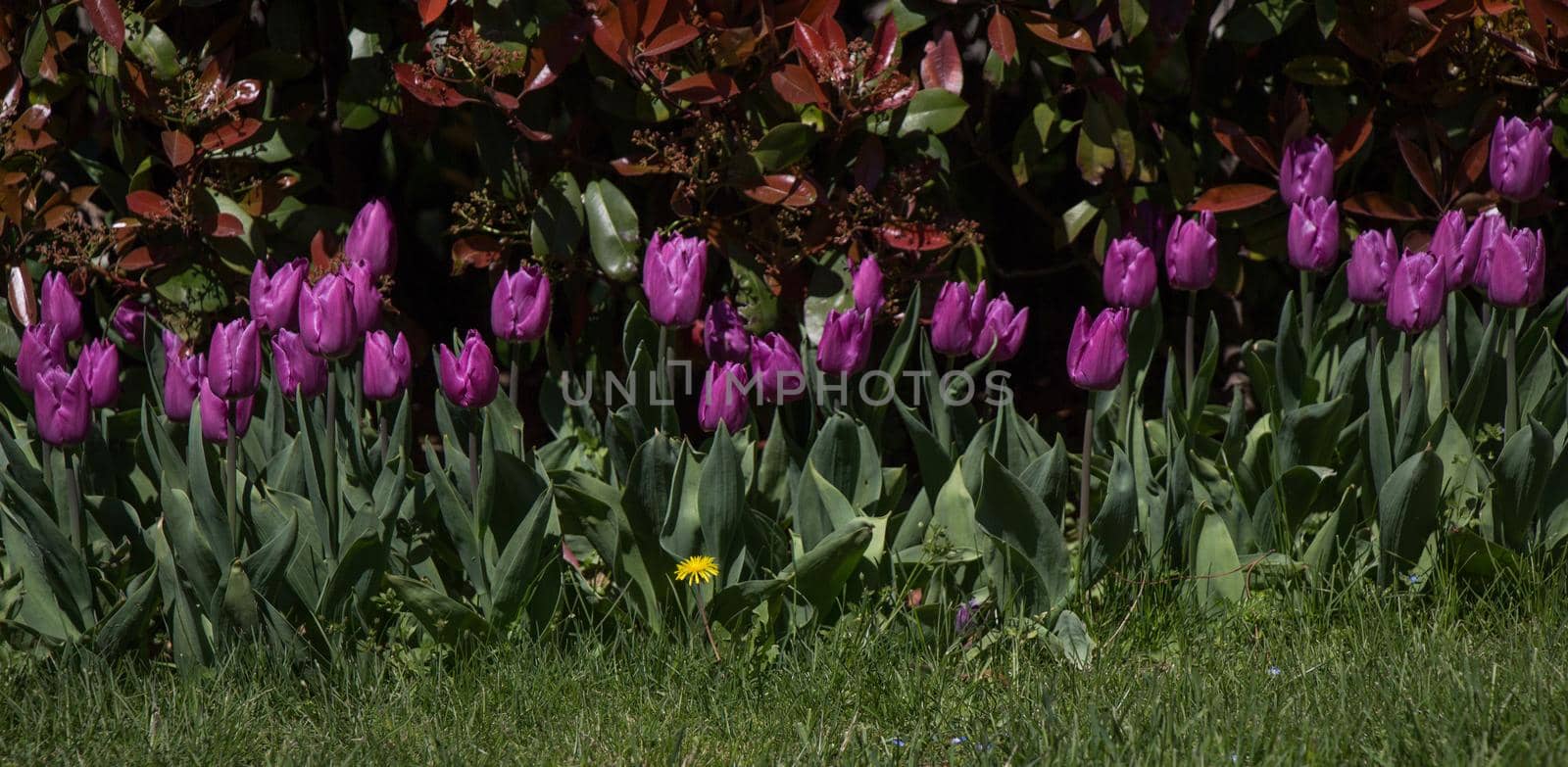 Purple color Tulips Bloom in Spring  by berkay