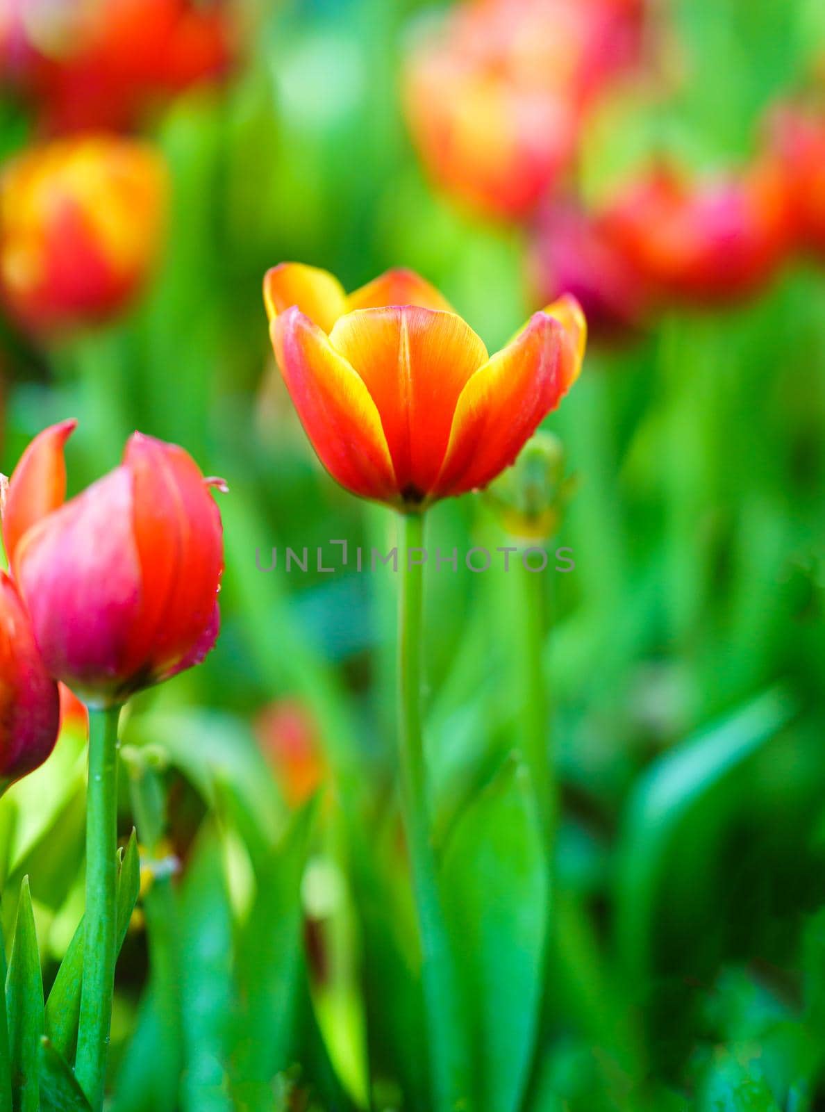 Close up Red tulips flowers blooming in spring garden