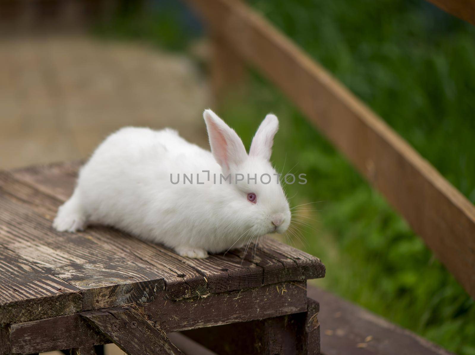 Beautiful white, fluffy baby rabbit is sitting on a bench. Close-up. by aprilphoto