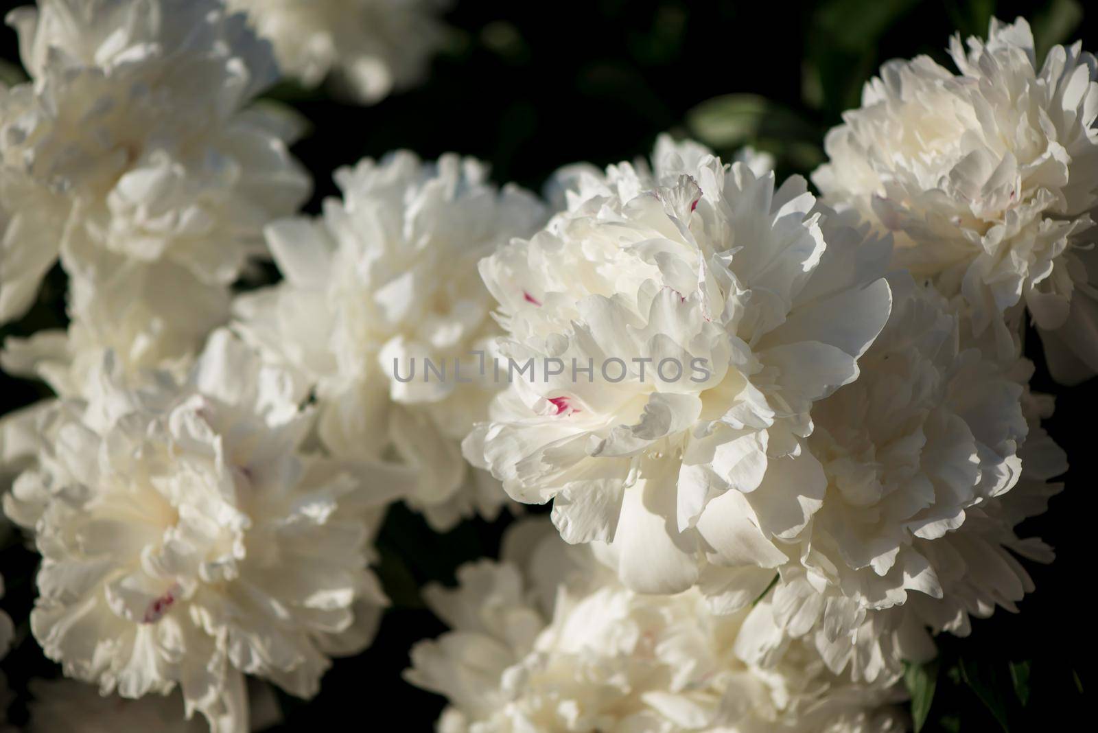 peonies blossomed in the summer, peonies lit by the sun.beautiful peonies on the lawn by aprilphoto