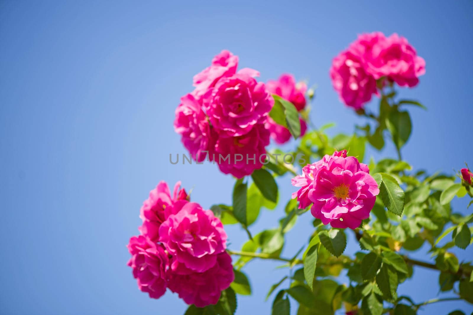 Beautiful climbing roses in spring in the garden by aprilphoto