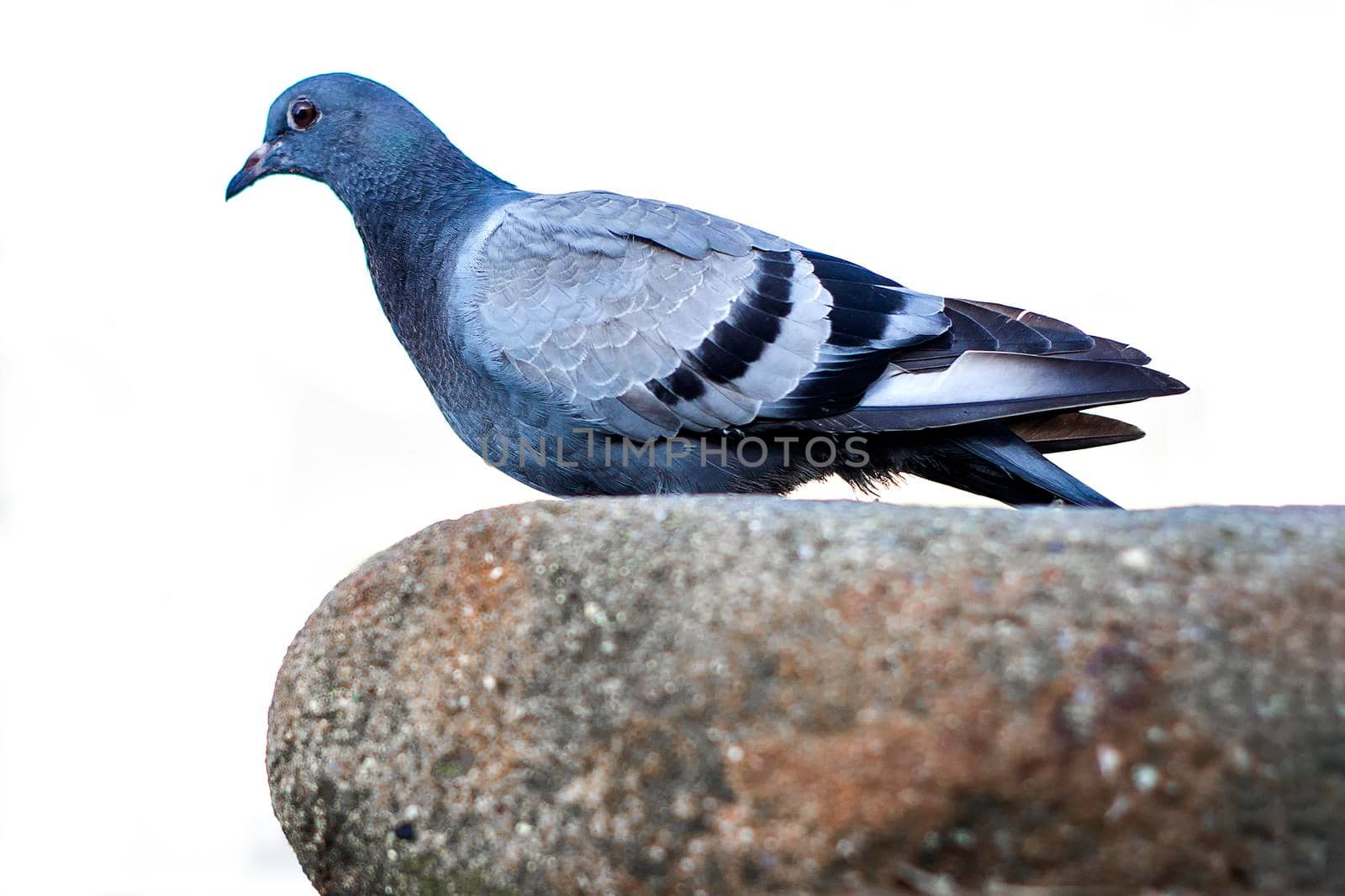 View from the side. Isolate on a white background.