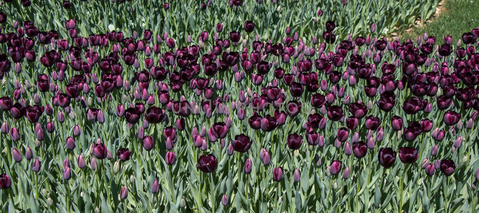 Beautiful tulips flower in tulip field in spring by berkay