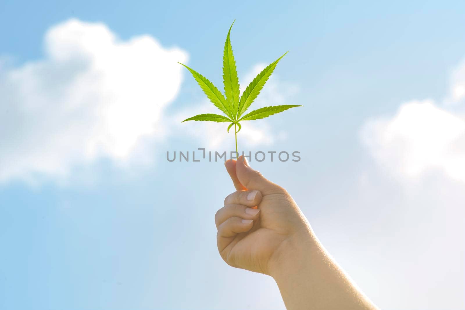 Nature of Cannabis leaf against the sky. hand holding a marijuana leaf on blue sky. Background of the theme of legalization and medical hemp in the world. by thanumporn