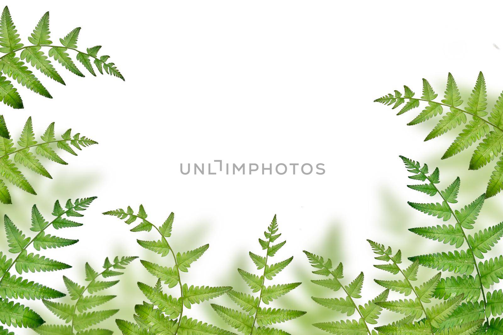 fern branches pattern isolated on white background. flat lay, top view Nature and summer concepts ideas