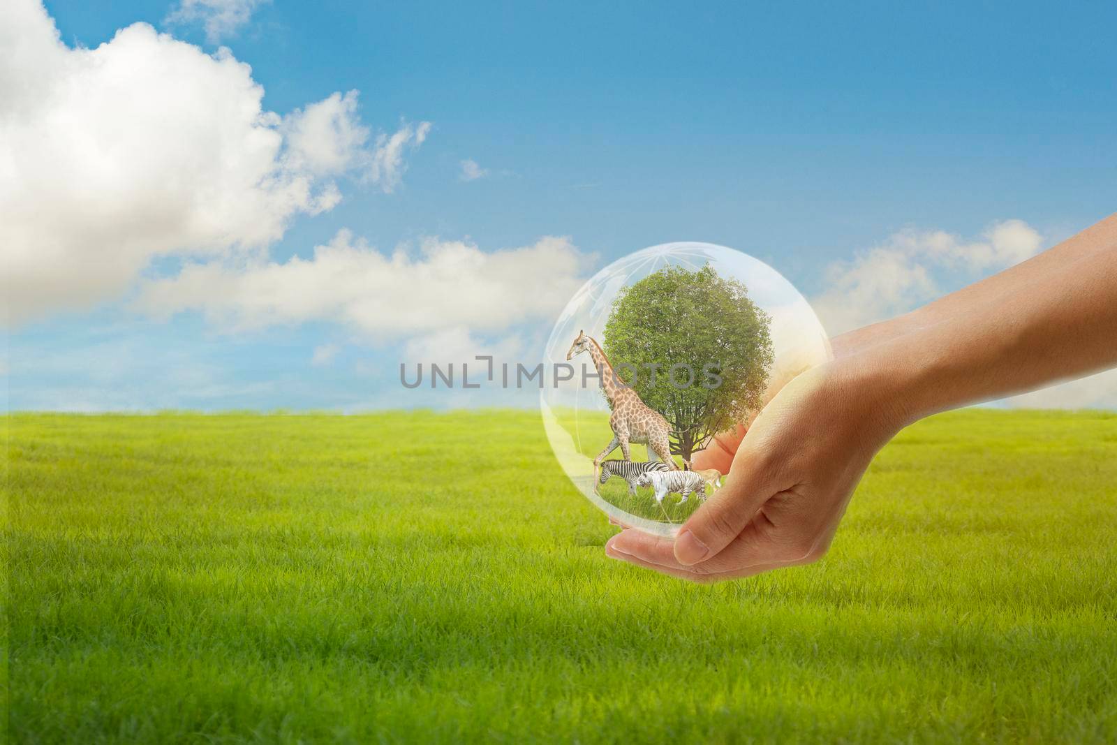 Concept Nature reserve conserve Wildlife reserve , Ecology Human hands protecting the wild and wild animals, trees in crystal globe in the hands nature background by thanumporn