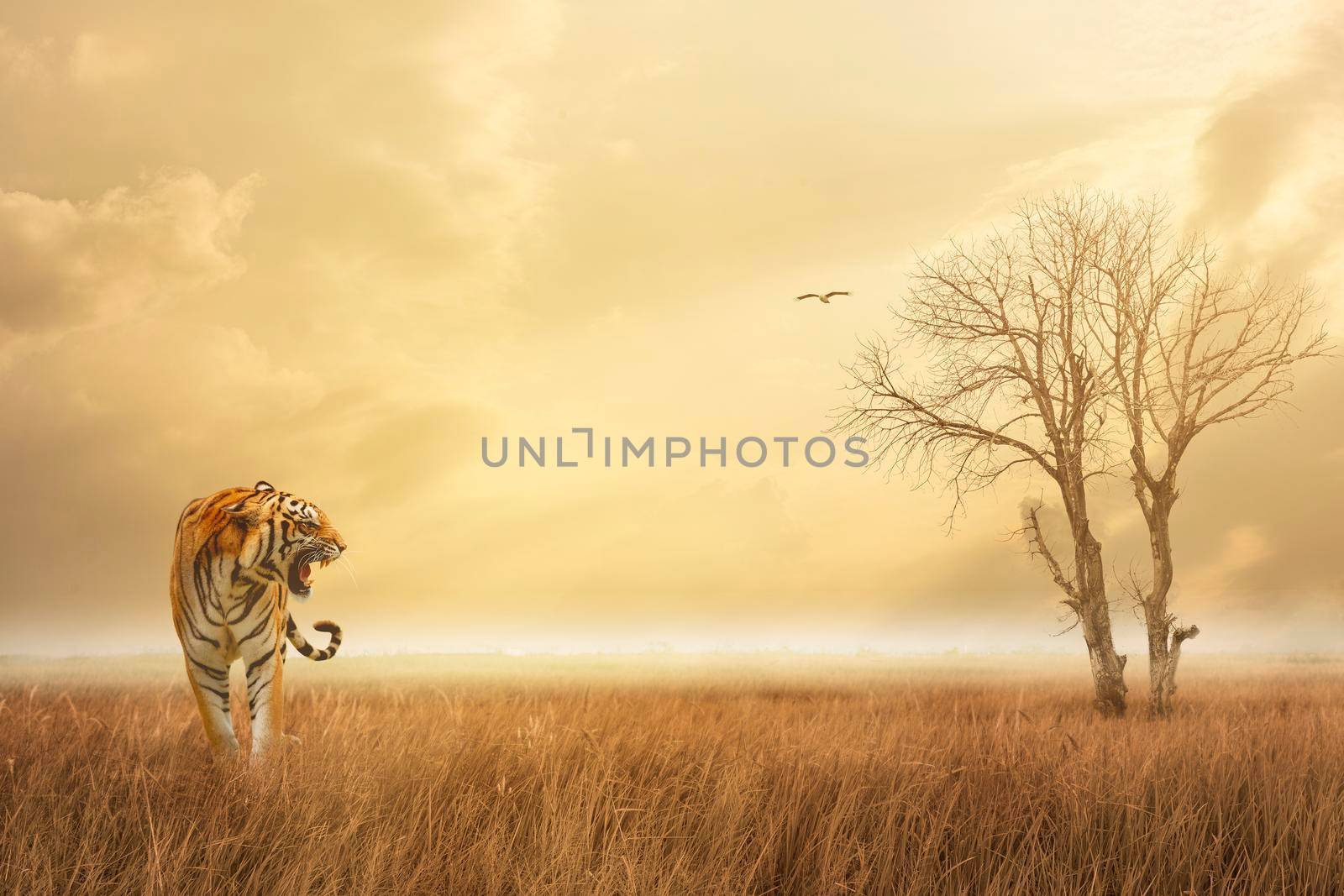 Great tiger male and an eagle in the nature habitat. Tiger walk during the golden light time. Wildlife scene with danger animal.