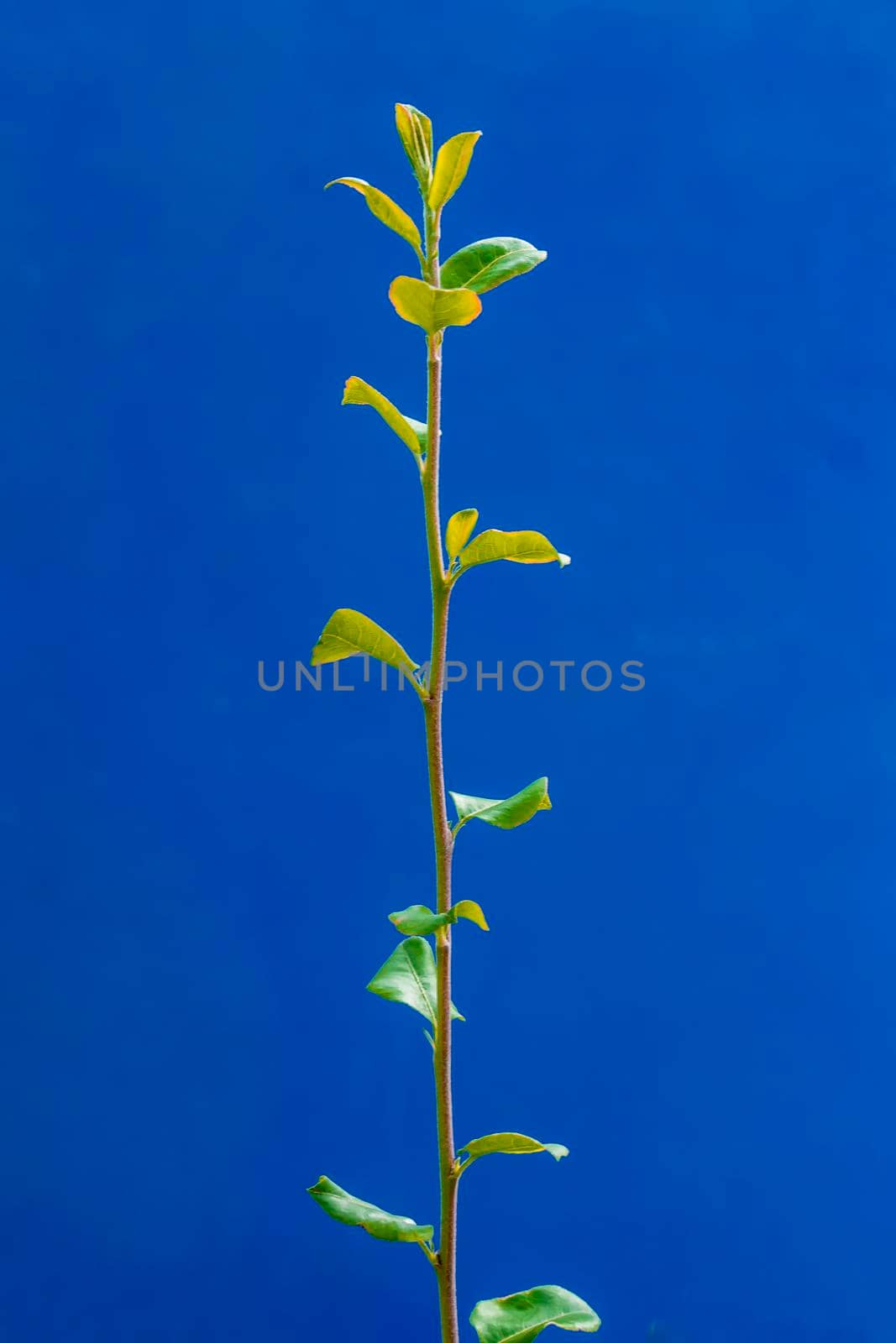 The twig with leaves is vertical on a blue background. Front view in the afternoon of summer, sunlight. by Essffes