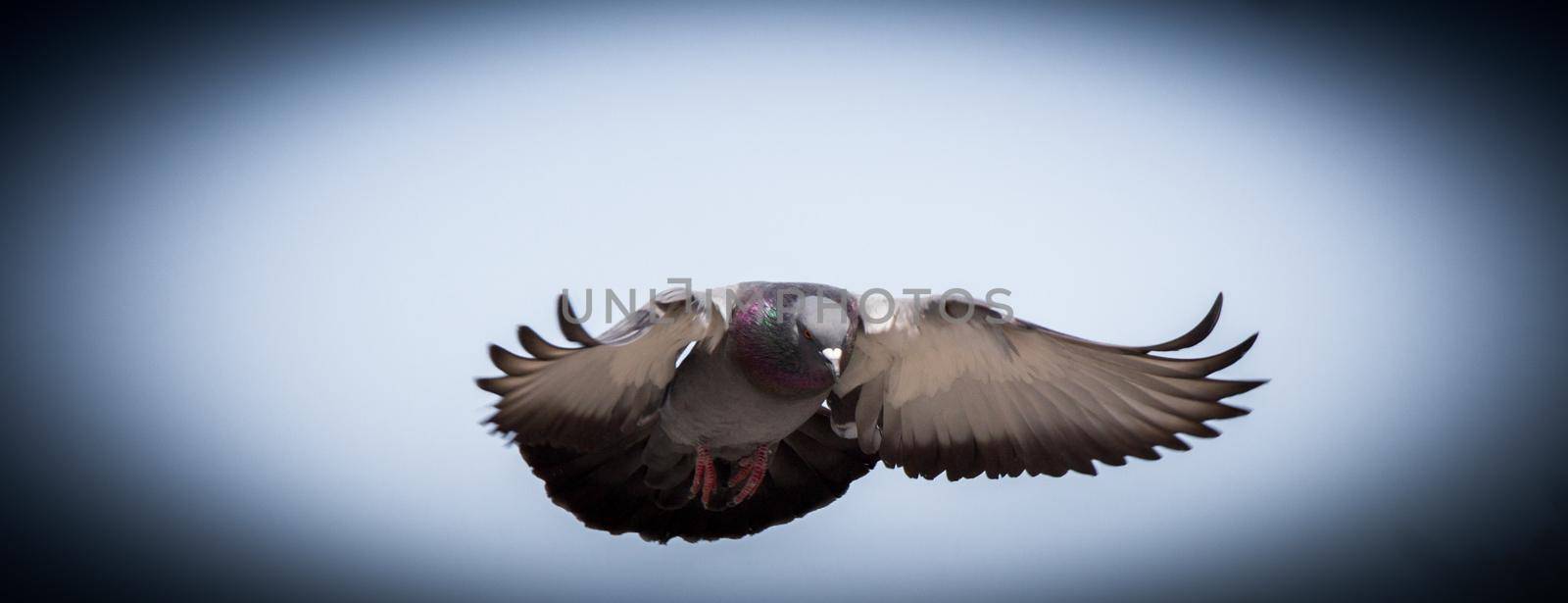 Single pigeon flying in  air  by berkay