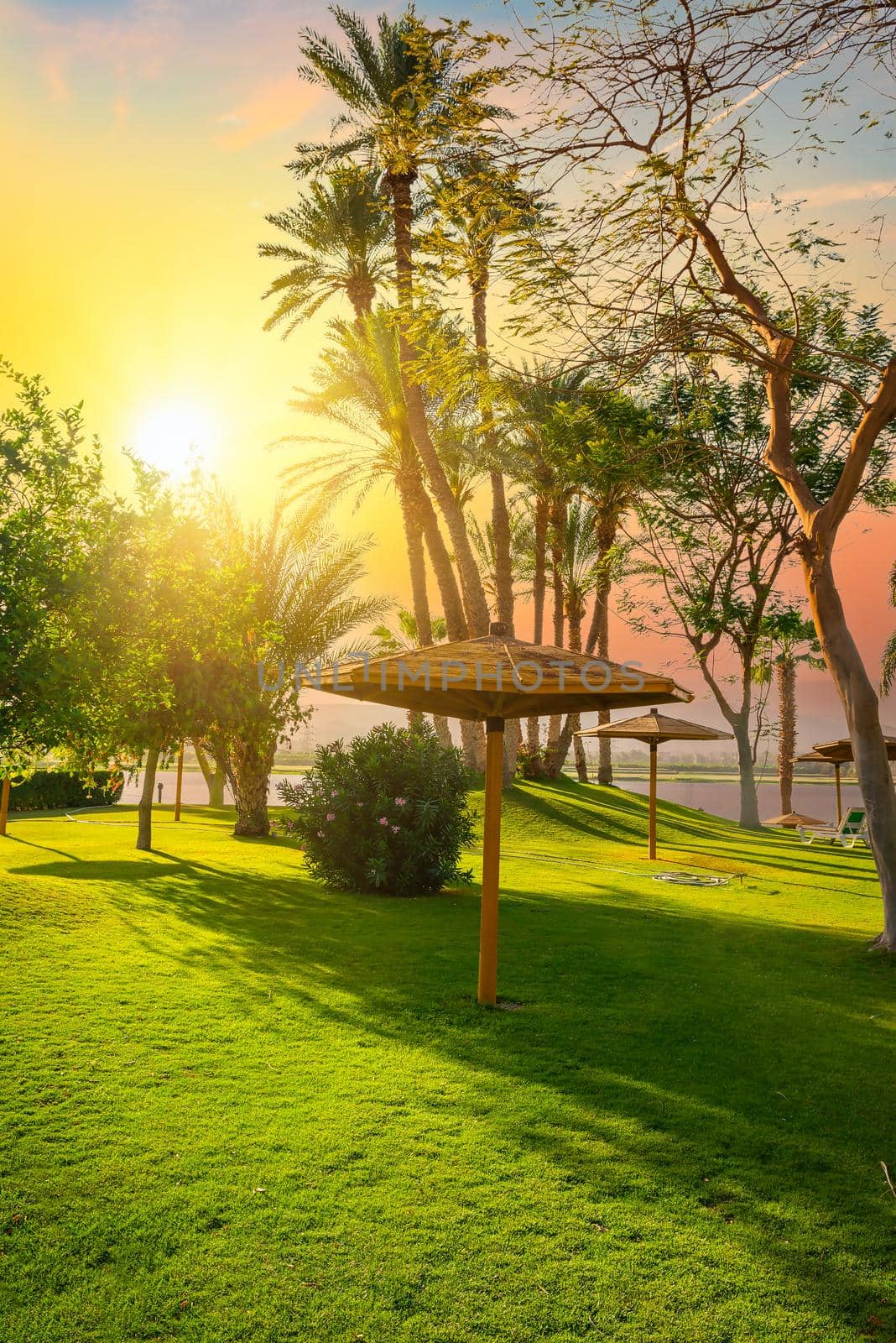 Green grass field with palm tree in public park