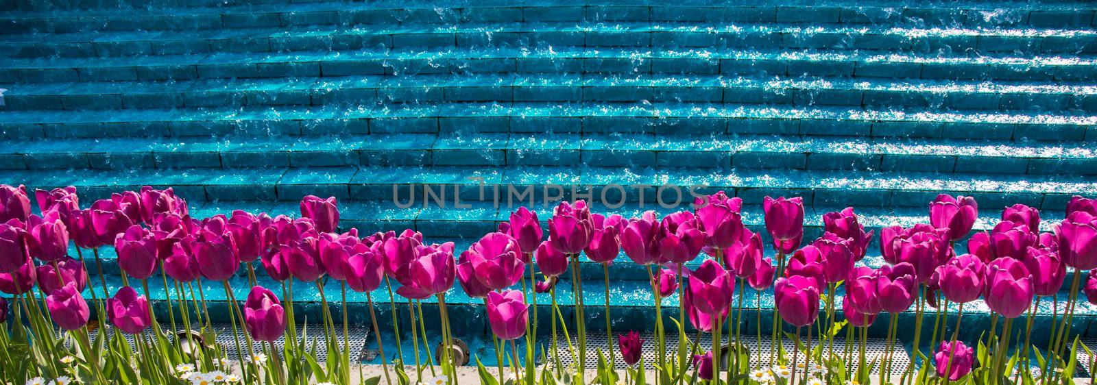 Pink color tulip flowers bloom  in the garden
