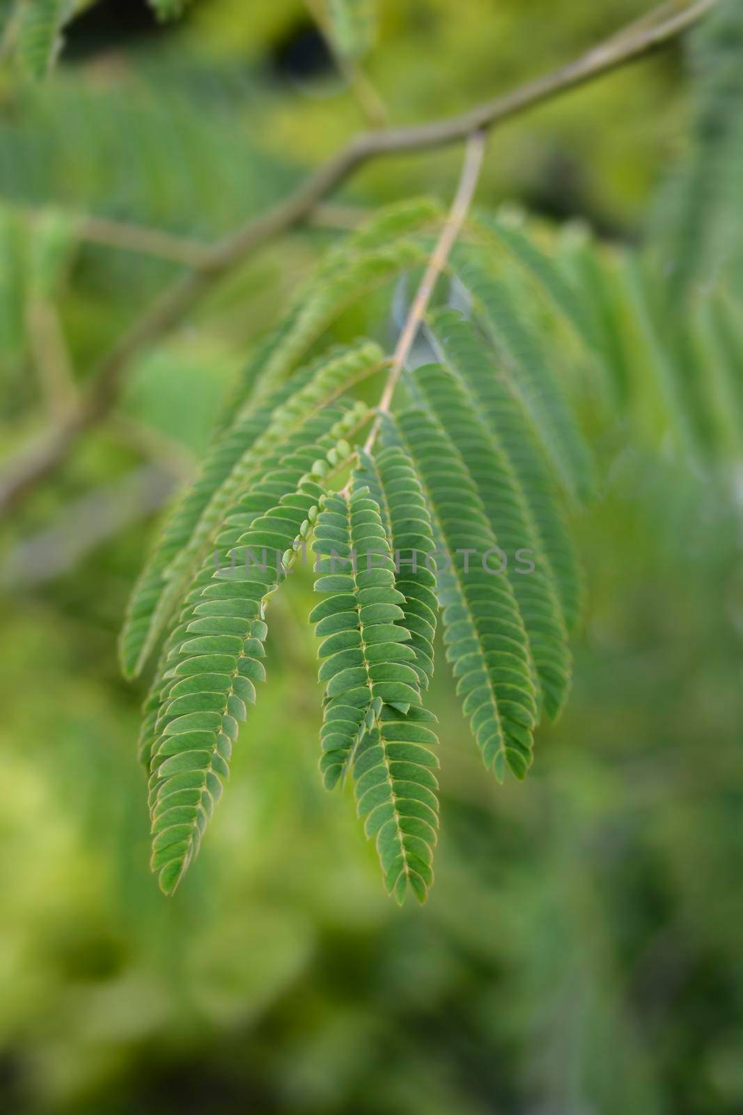 Silk tree leaves - Latin name - Albizia julibrissin