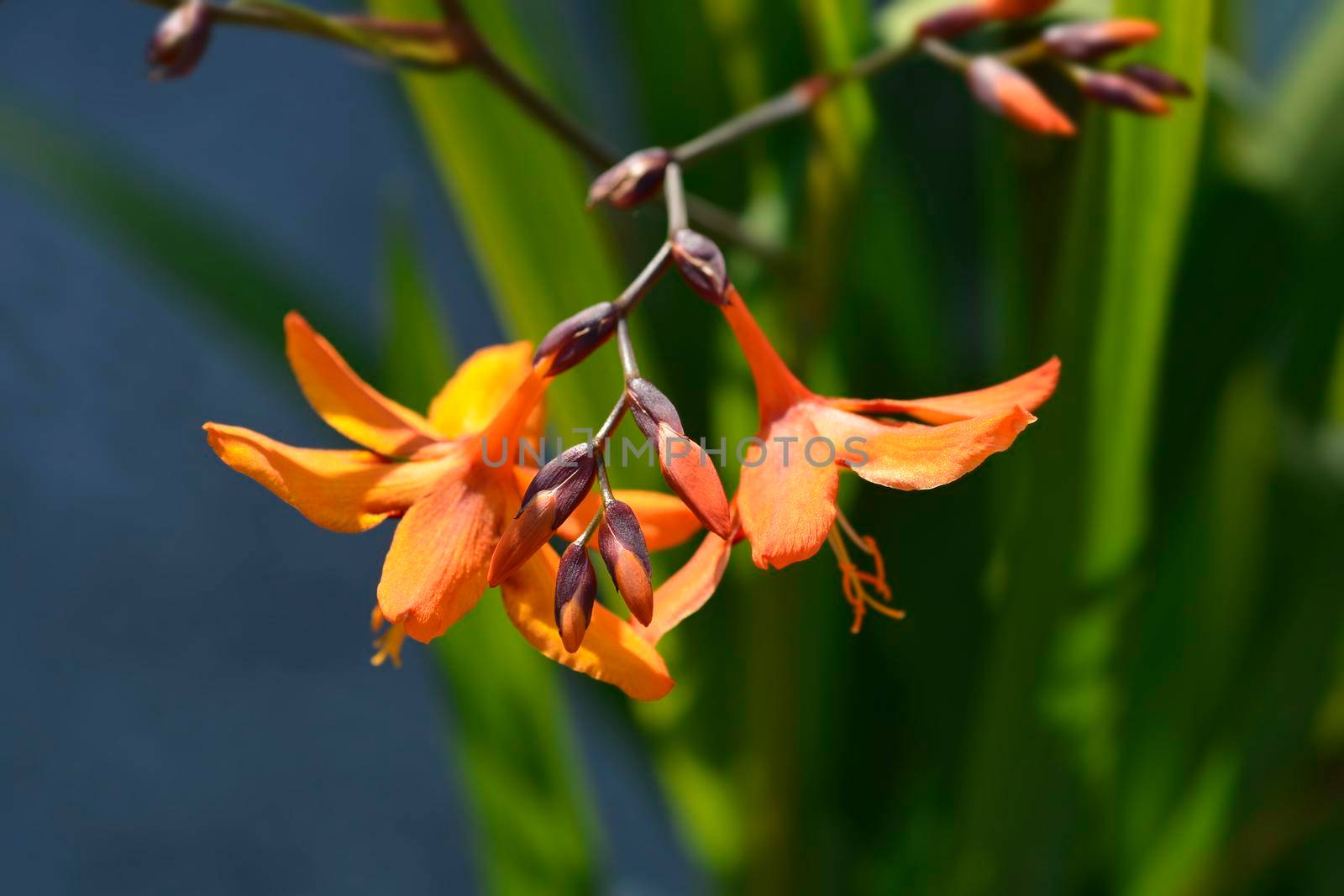 Montbretia Emily McKenzie flowers - Latin name - Crocosmia x crocosmiiflora Emily McKenzie