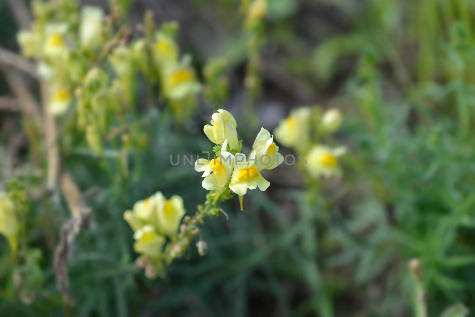 Common toadflax by nahhan
