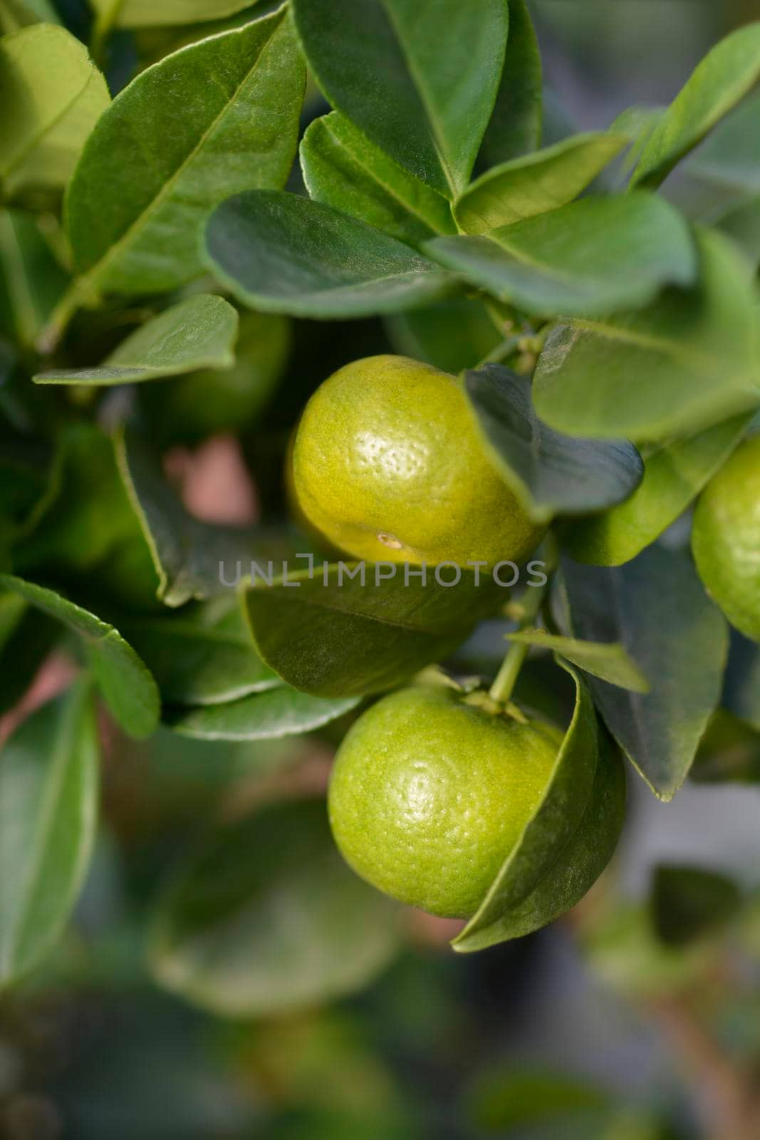 Sweet Lemon Pursha unripe fruit - Latin name - Citrus limetta Pursha