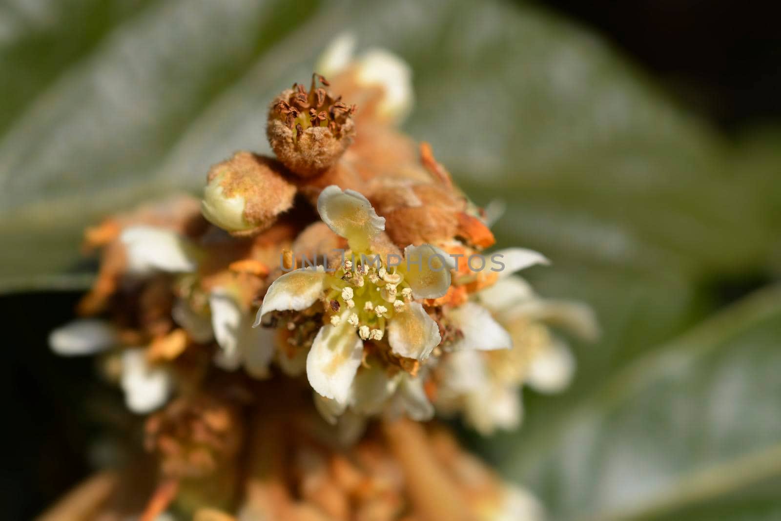 Japanese medlar flowers - Latin name - Eriobotrya japonica