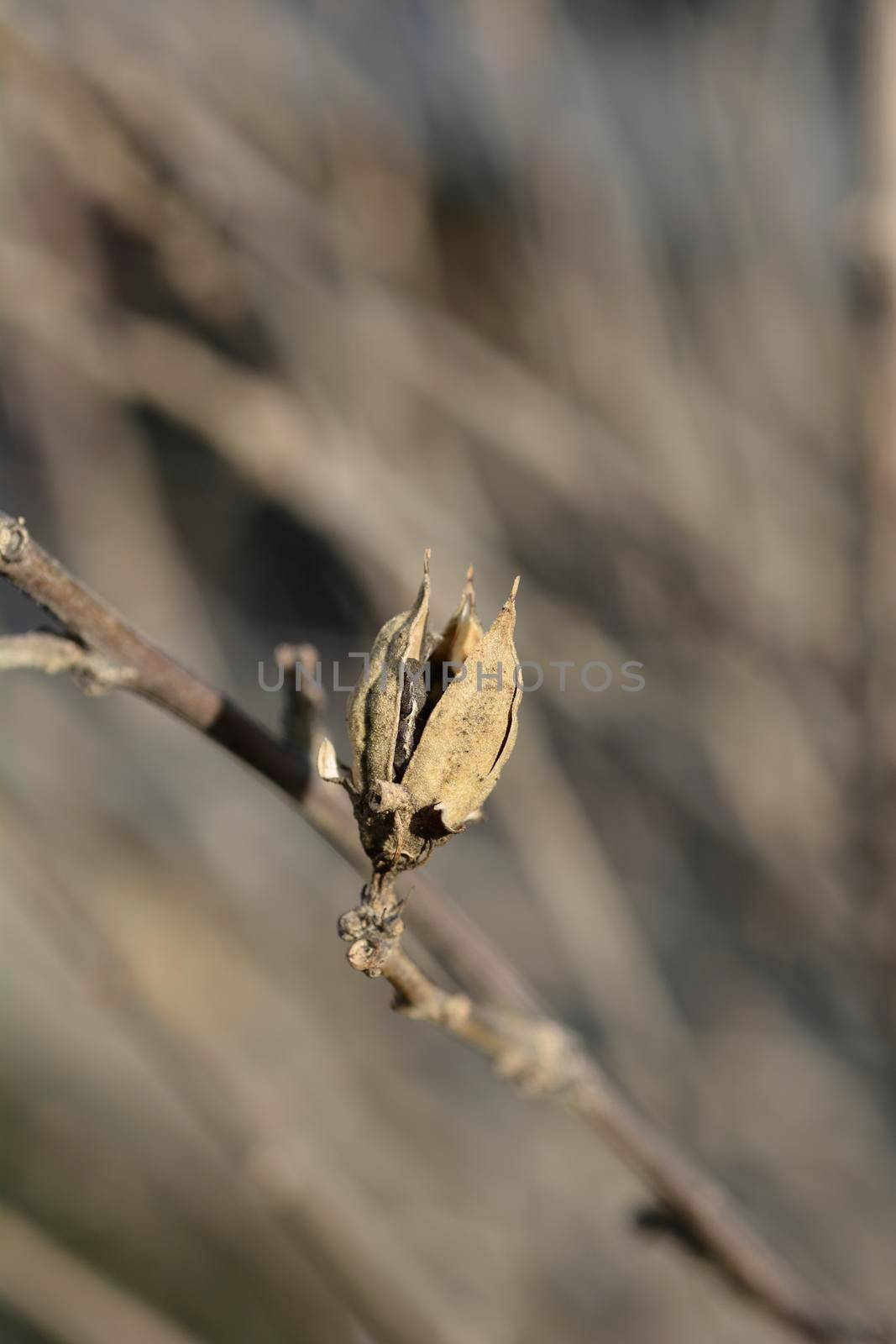 Rose Of Sharon seed pods - Latin name - Hibiscus syriacus