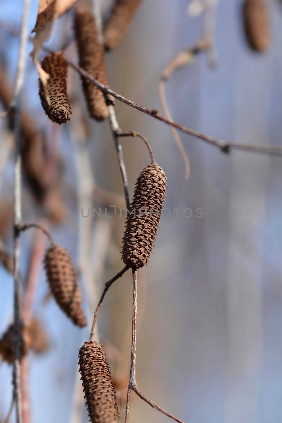 Common birch seeds - Latin name - Betula pendula