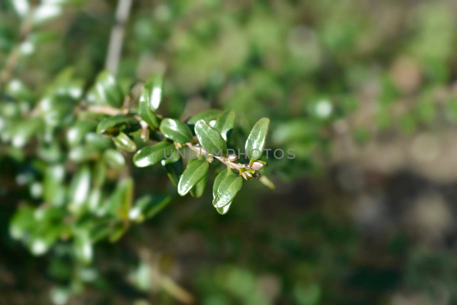 Box-leaved honeysuckle branch - Latin name - Lonicera ligustrina var. pileata (Lonicera pileata)