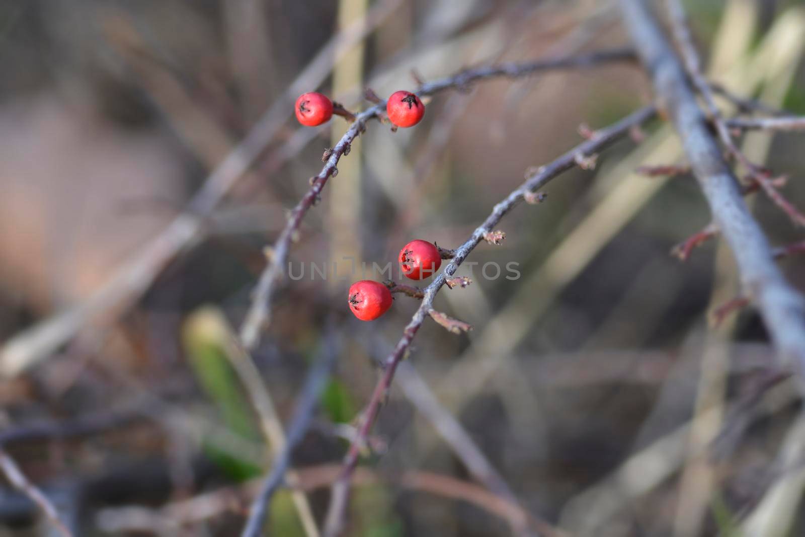 Rock cotoneaster red berries - Latin name - Cotoneaster horizontalis