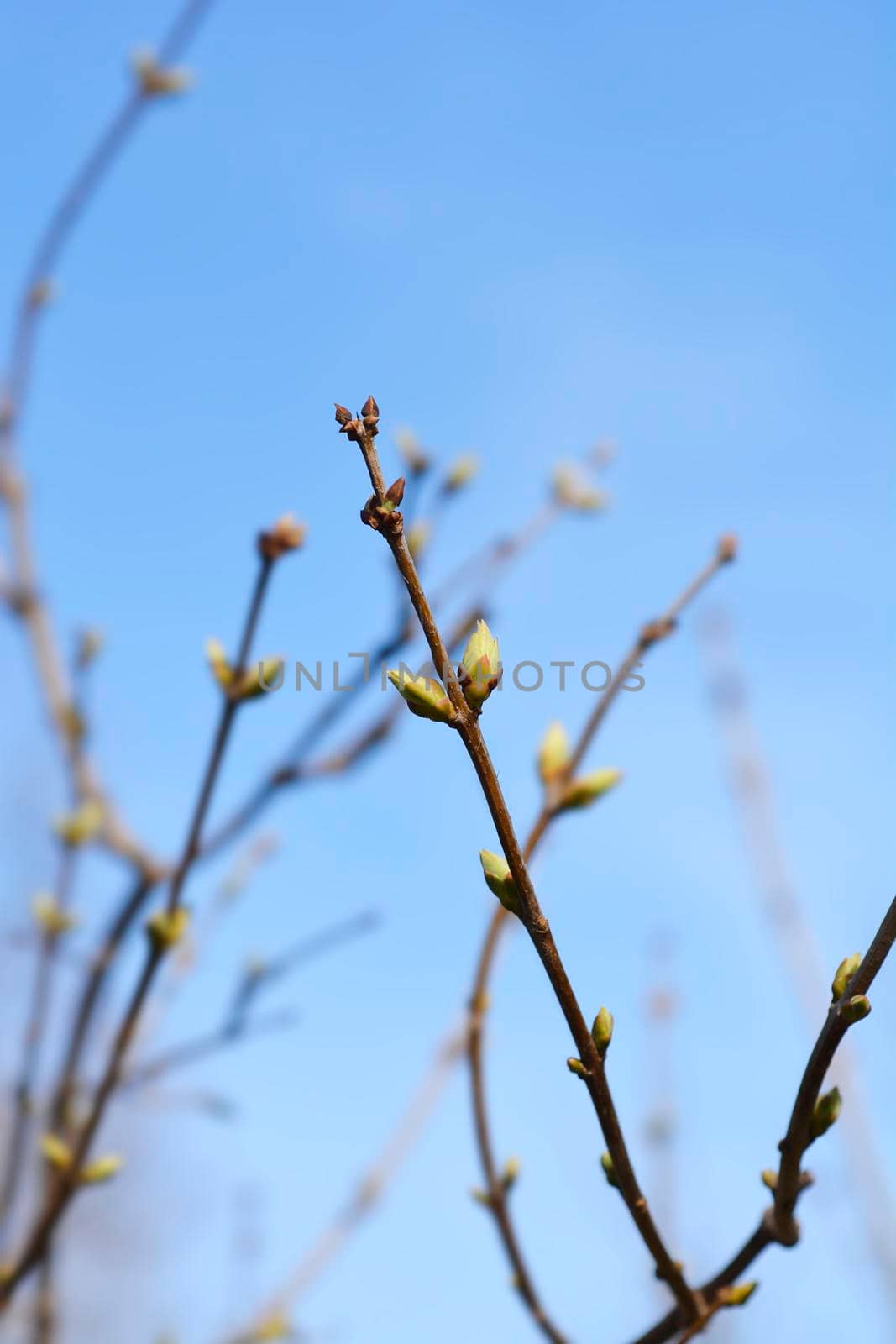 Close up of lilac branch with flower buds - Latin name - Syringa vulgaris