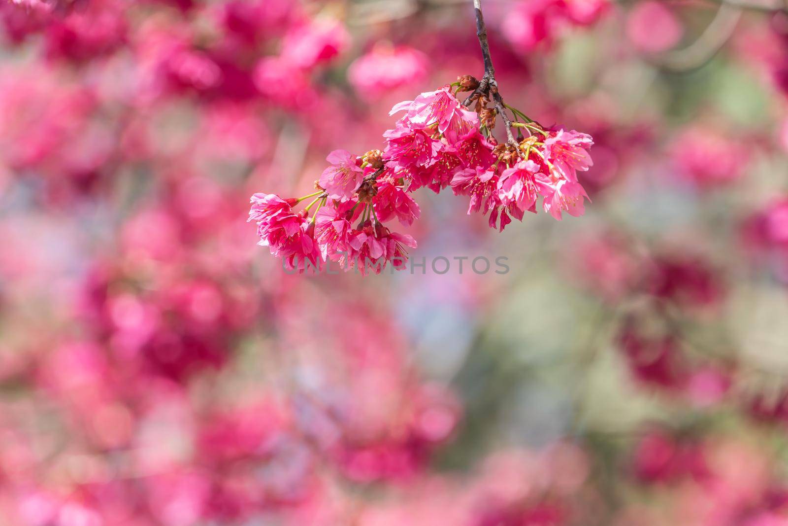 Beautiful Sakura Cherry Blossom in dark pink color in springtime on the tree background.