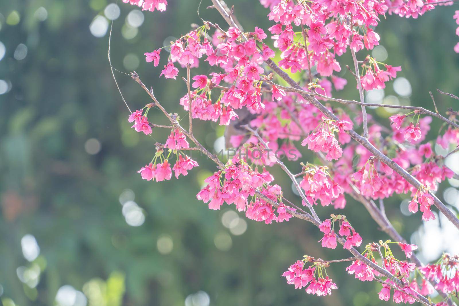 Beautiful Sakura Cherry Blossom in dark pink color in springtime on the tree background.