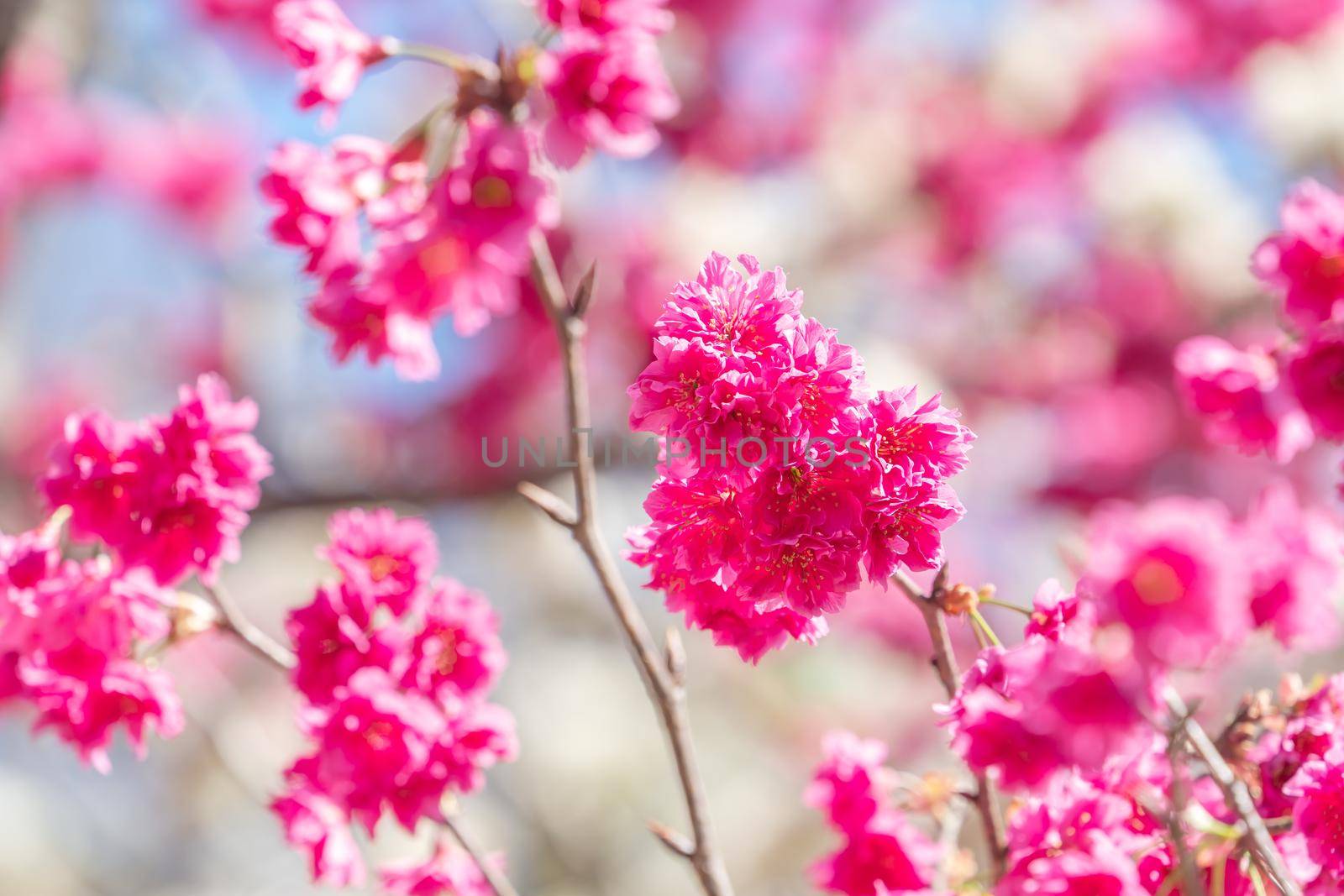 Beautiful Sakura Cherry Blossom in dark pink color in springtime on the tree background.