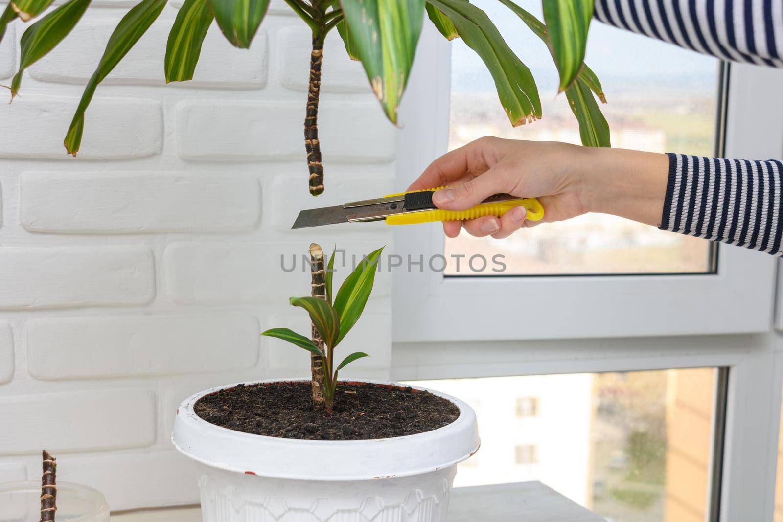 Cutting indoor plants, the girl's hands cut off the upper part of the cordilina plant