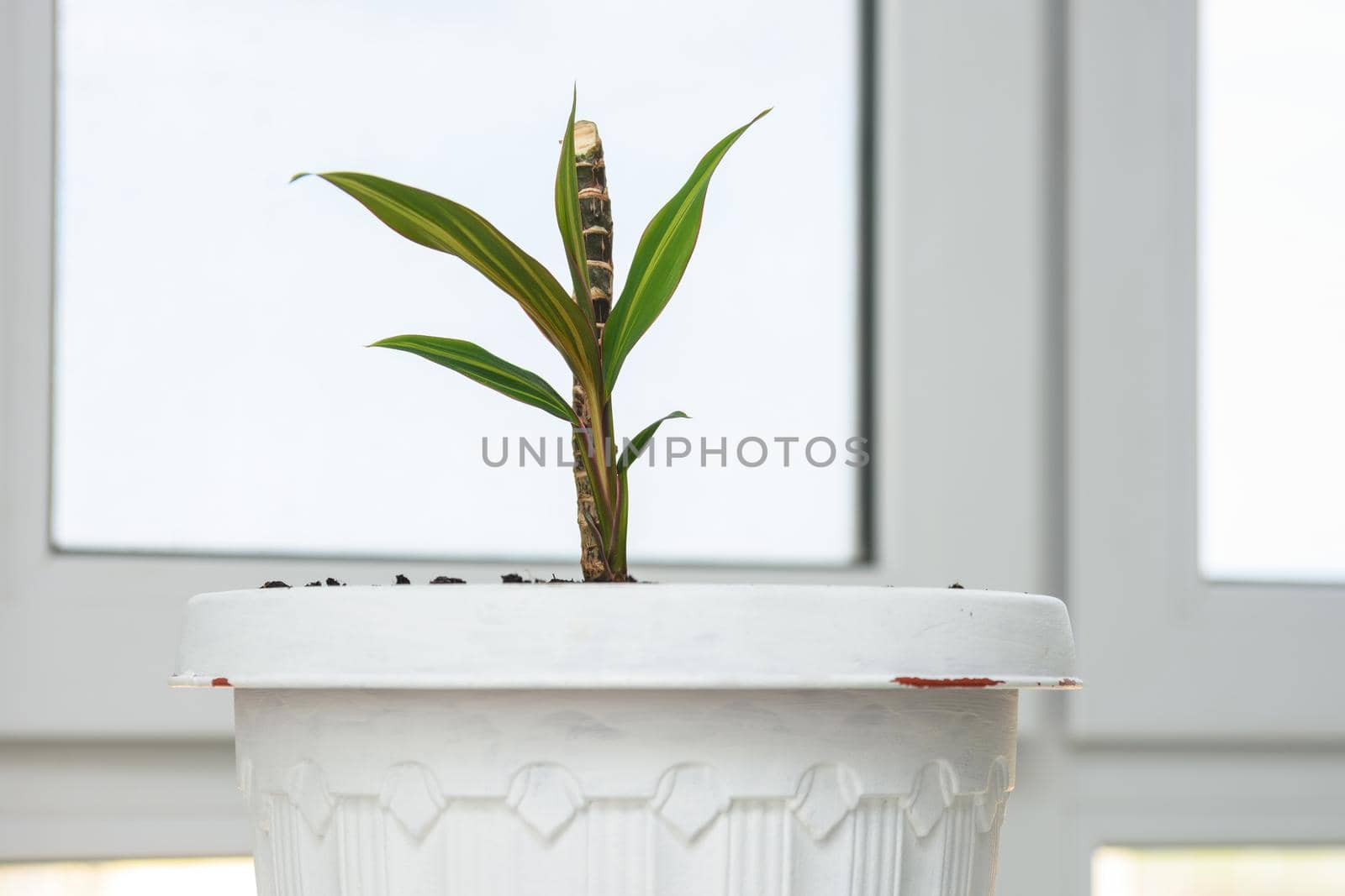 Seedling of a plant Cordilina close-up in a pot on a background of a window by Madhourse