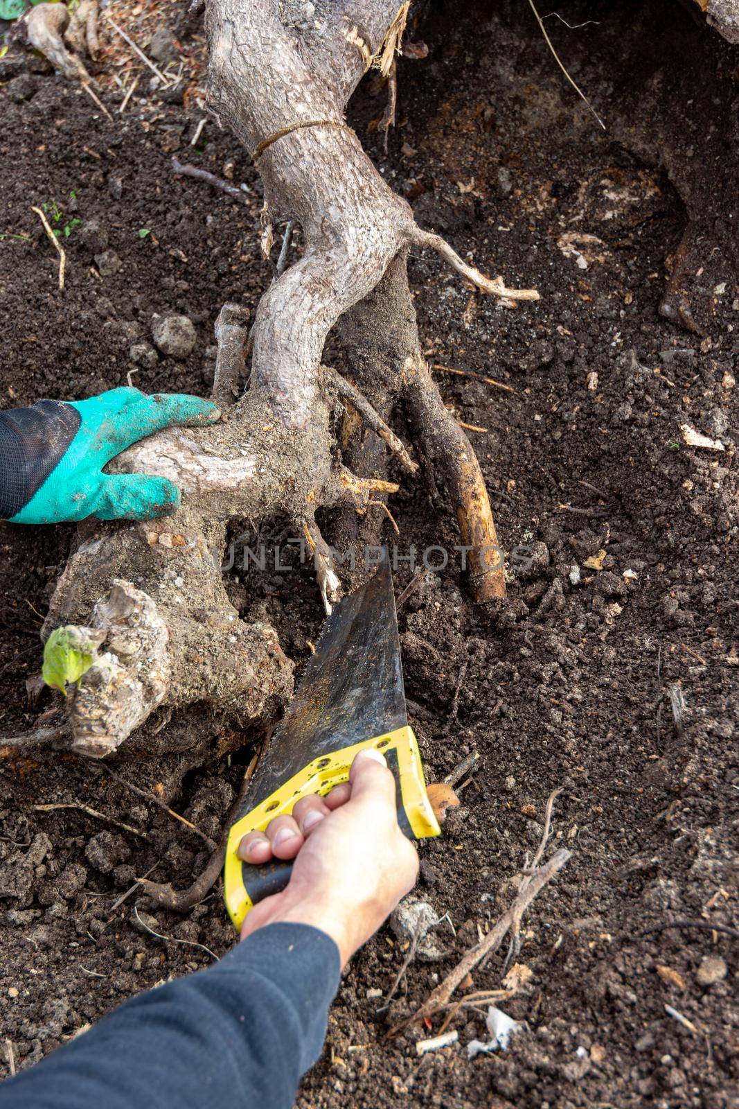 A man's hand saws the roots of a huge stump for uprooting by Madhourse