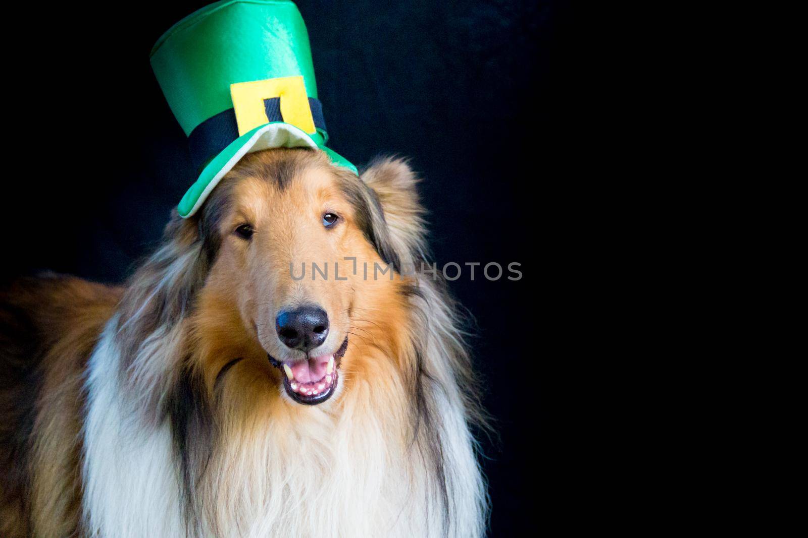 portrait of a Rough Collie dog with saint patrick's day top hat