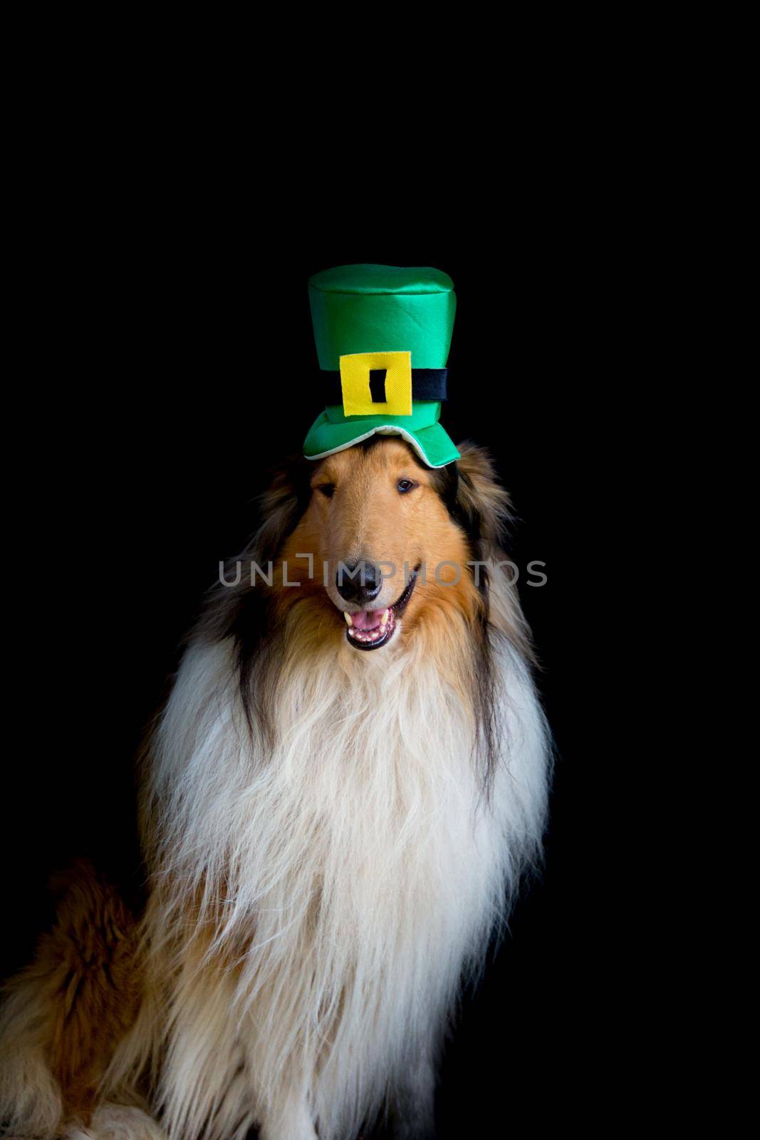 portrait of a Rough Collie dog with saint patrick's day top hat by GabrielaBertolini