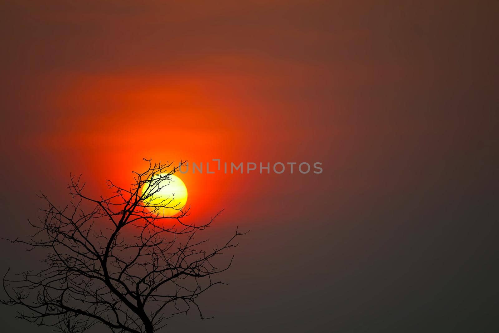 Beautiful sunset back silhouette dry trees in the night dark red sky by Darkfox