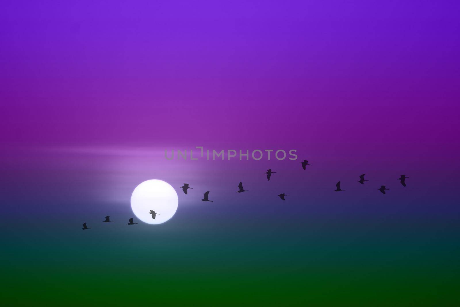 beautiful green purple violet sunset and silhouette of birds fly passing sun and blur sky by Darkfox