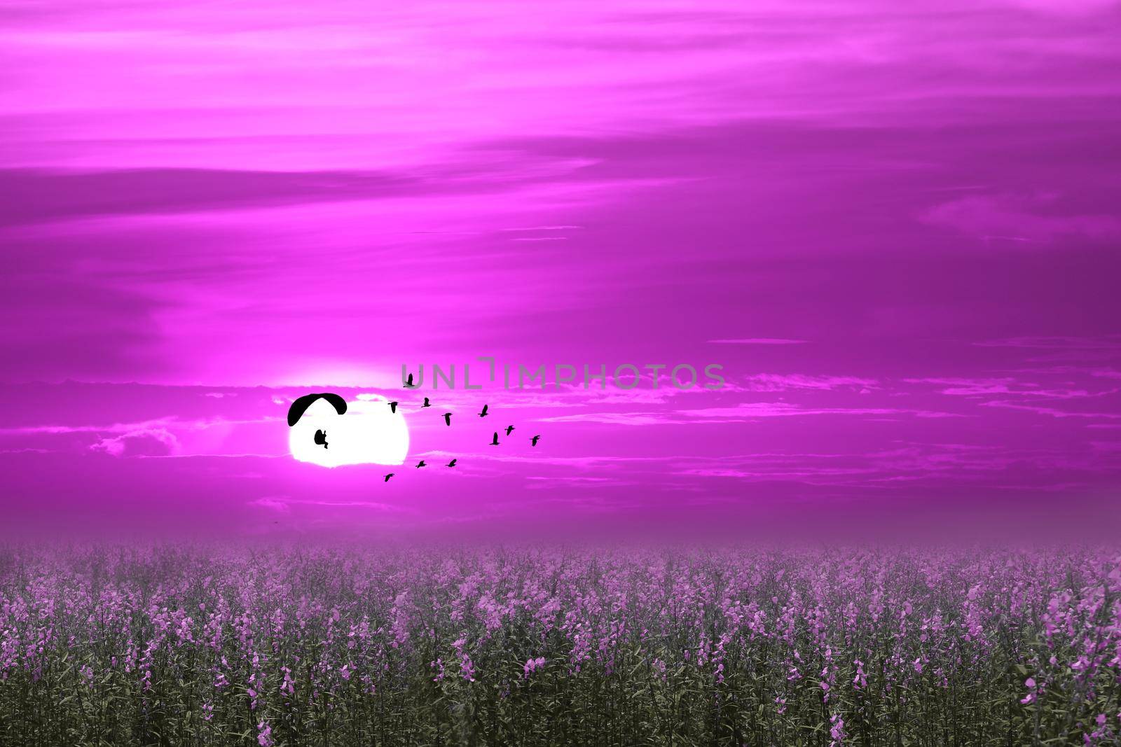 sunset flying bird and paramotor over french lavender field pink sky background