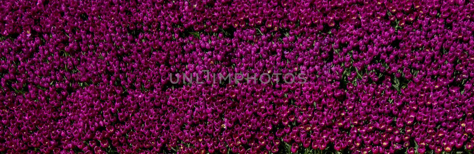 Tulips Blooming in Spring  by berkay