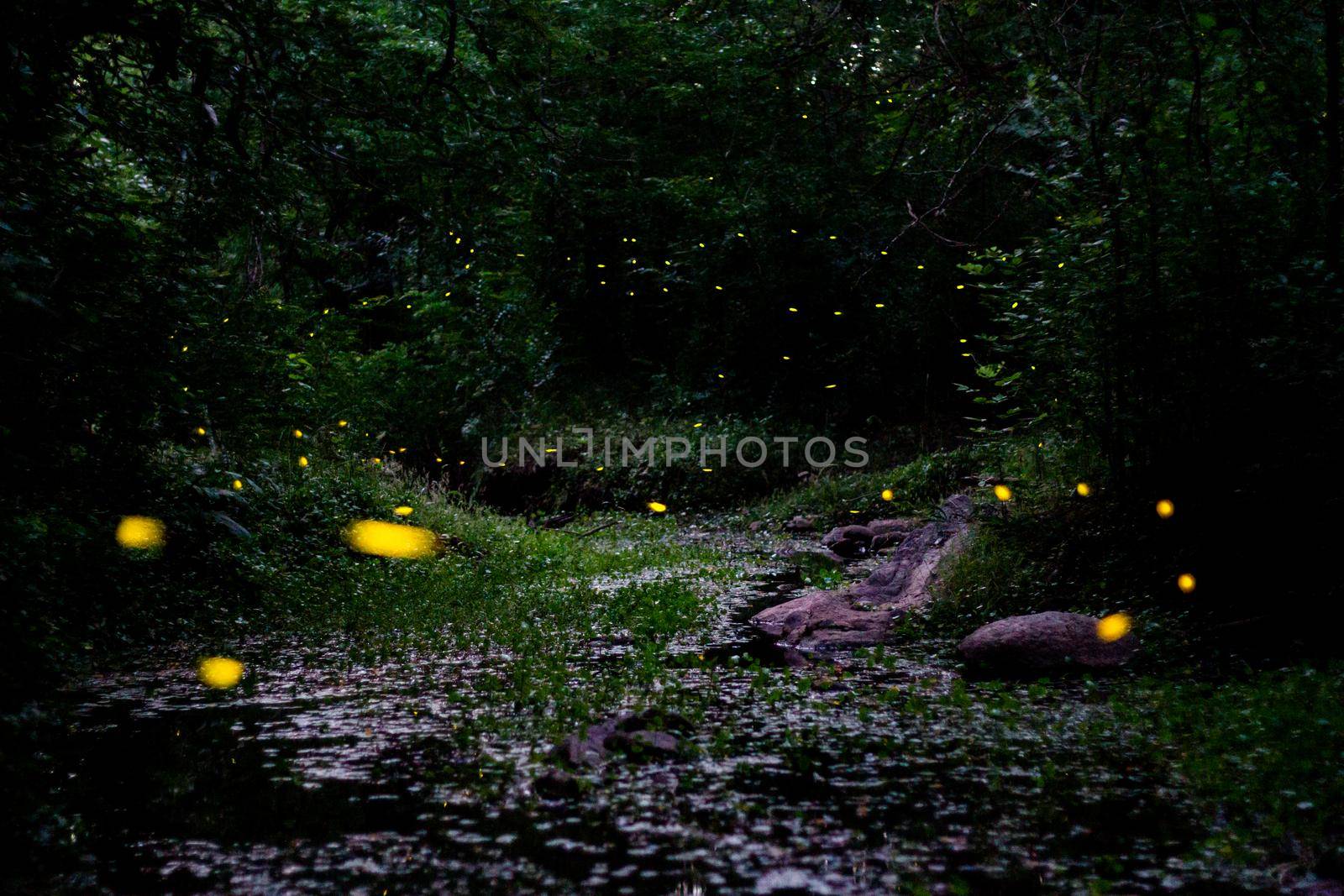 night landscape with fireflies mating dance in spring  by GabrielaBertolini