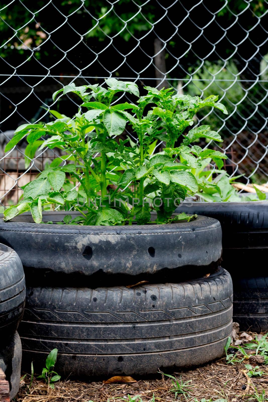 growing potatoes vertically recycling car tires