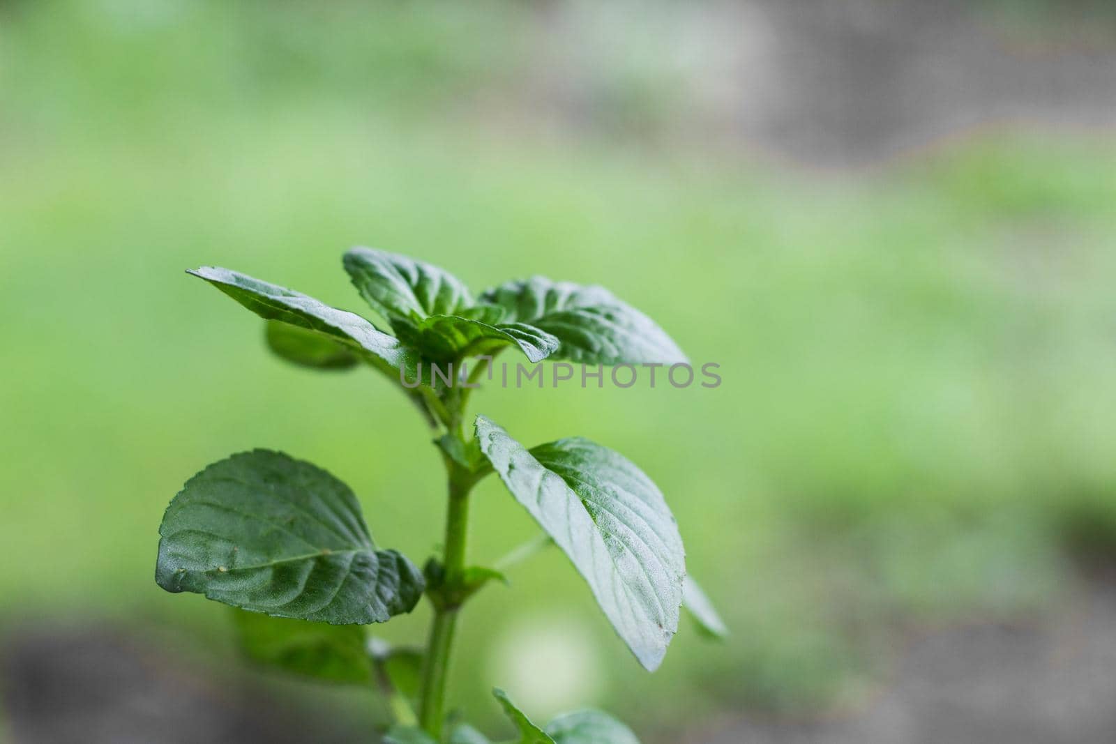 mint leaves in the organic garden plant by GabrielaBertolini