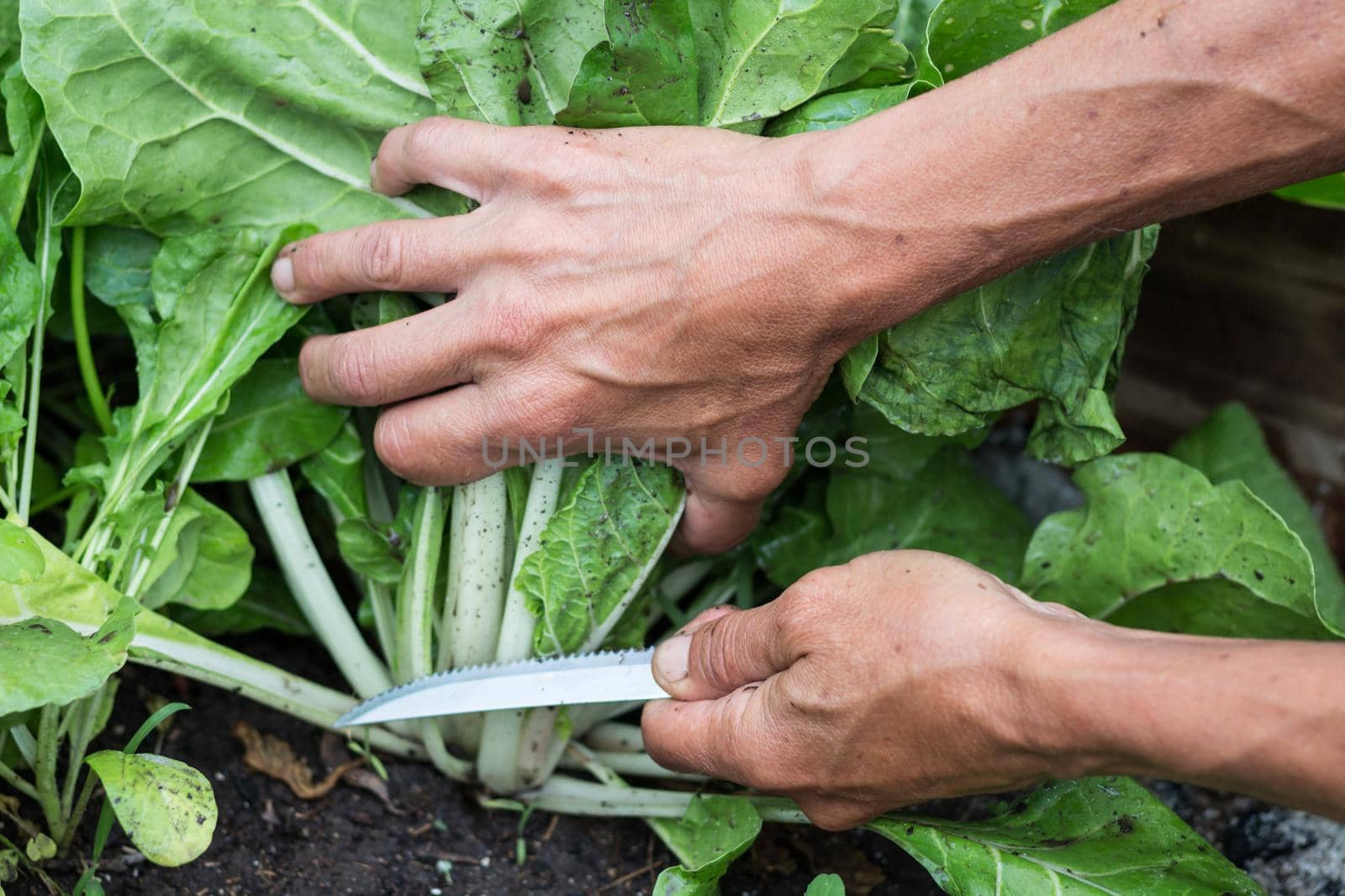 woman's hands harvesting chard in the garden by GabrielaBertolini