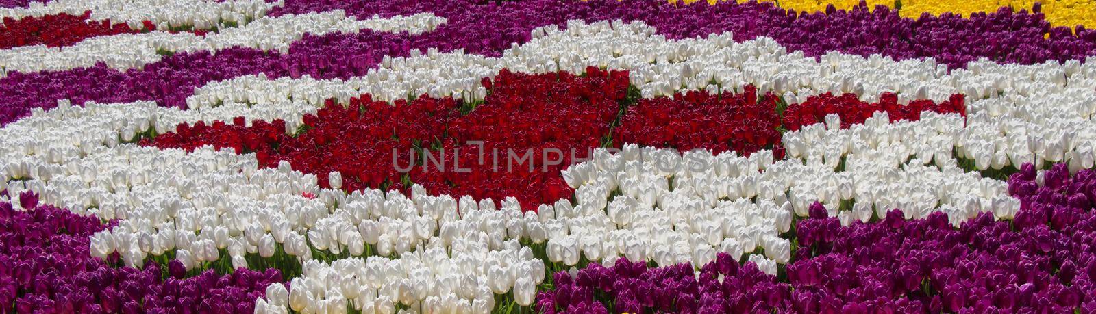  Colorful tulip flowers in the garden by berkay