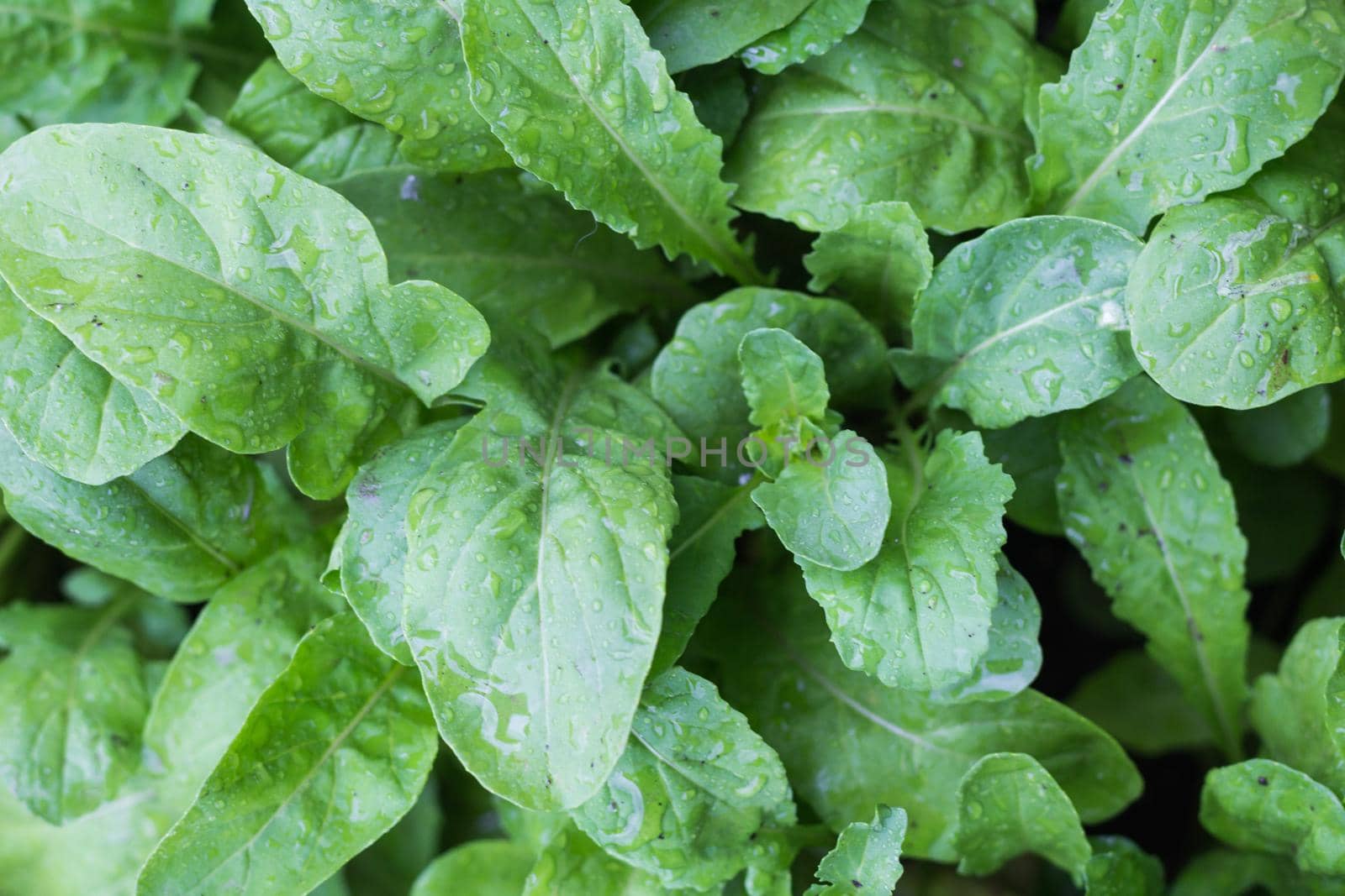 top view of arugula leaves in the organic garden
